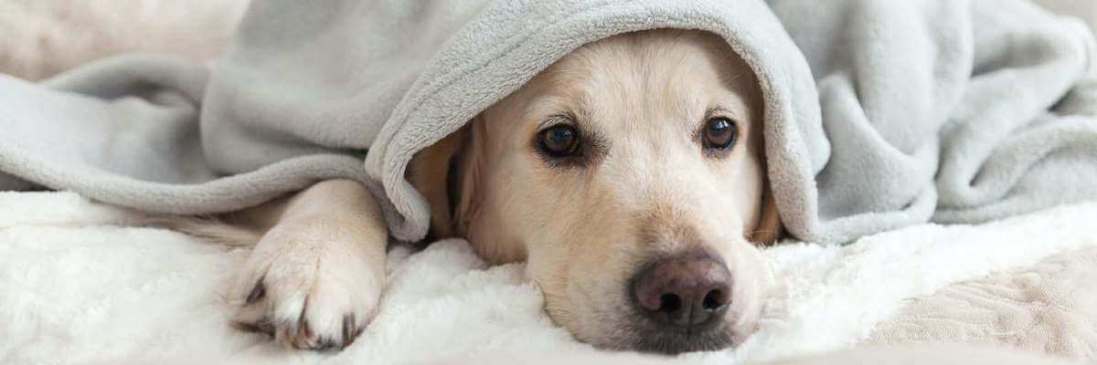 Medivet-Dog-Blanket